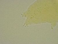 Hebesuncus conjungens image