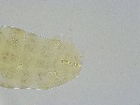 Ramazzottius oberhaeuseri image