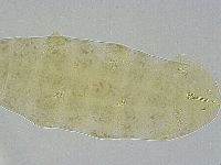 Ramazzottius oberhaeuseri image