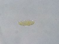 Ramazzottius oberhaeuseri image