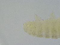Ramazzottius oberhaeuseri image