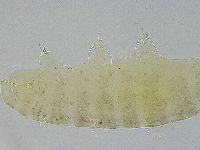 Ramazzottius oberhaeuseri image