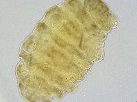 Ramazzottius oberhaeuseri image
