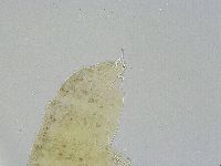 Ramazzottius oberhaeuseri image