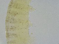 Ramazzottius oberhaeuseri image