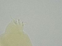 Ramazzottius oberhaeuseri image