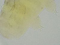 Ramazzottius oberhaeuseri image