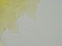 Ramazzottius oberhaeuseri image