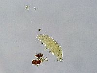 Ramazzottius oberhaeuseri image