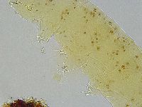 Ramazzottius oberhaeuseri image