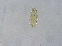 Ramazzottius oberhaeuseri image