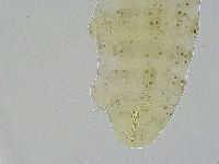 Ramazzottius oberhaeuseri image