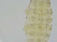 Ramazzottius oberhaeuseri image