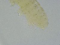 Ramazzottius oberhaeuseri image