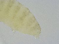Ramazzottius oberhaeuseri image