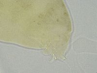 Ramazzottius oberhaeuseri image