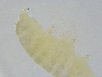 Ramazzottius oberhaeuseri image