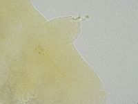Ramazzottius oberhaeuseri image