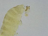 Ramazzottius oberhaeuseri image