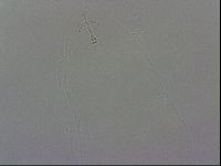Ramazzottius oberhaeuseri image