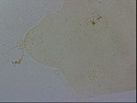 Ramazzottius oberhaeuseri image
