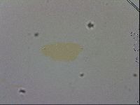 Hypsibius dujardini image