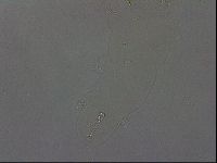Hypsibius dujardini image