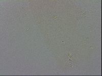 Isohypsibius canadensis image