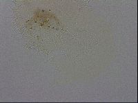 Hebesuncus conjungens image