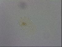 Hebesuncus conjungens image