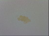 Adropion scoticum image