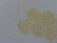 Adropion scoticum image