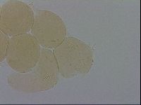 Adropion scoticum image