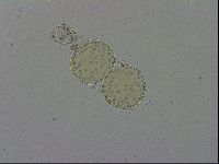 Hypsibius convergens image