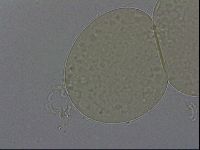 Hypsibius dujardini image