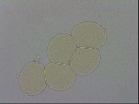Hypsibius dujardini image