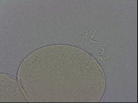 Hypsibius dujardini image