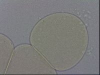 Hypsibius dujardini image