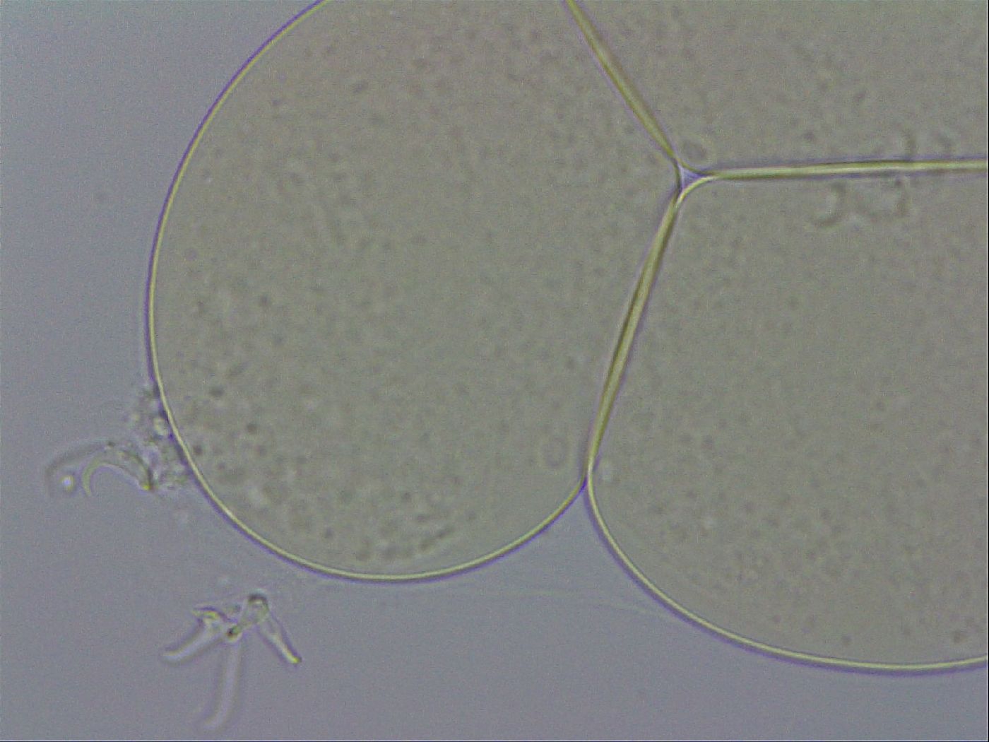 Hypsibius dujardini image