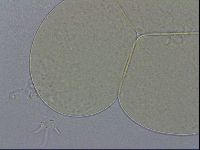 Hypsibius dujardini image