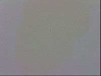 Hebesuncus conjungens image
