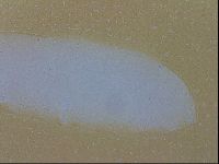Adropion scoticum image