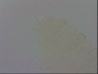 Isohypsibius sattleri image