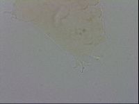 Isohypsibius sattleri image