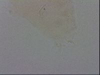 Isohypsibius sattleri image