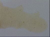 Hypsibius allisoni image