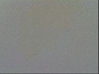 Ramazzottius oberhaeuseri image