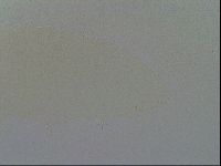 Ramazzottius oberhaeuseri image