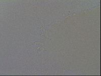 Ramazzottius oberhaeuseri image