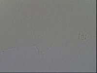 Ramazzottius oberhaeuseri image